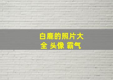 白鹿的照片大全 头像 霸气